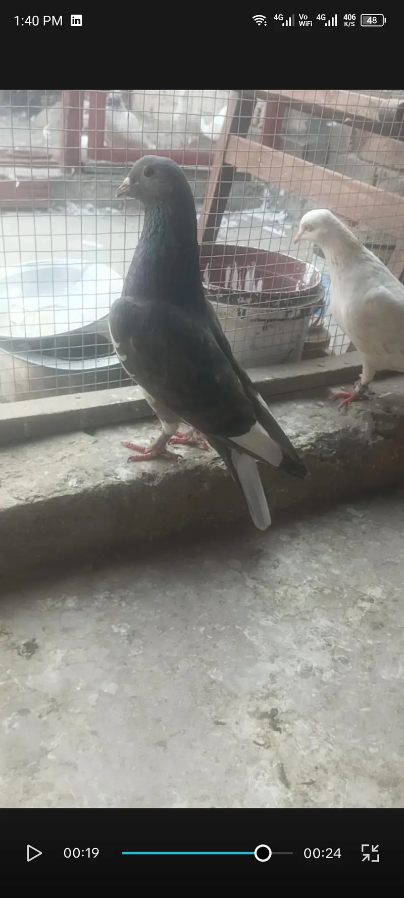Indian fancy pigeon — photo 2