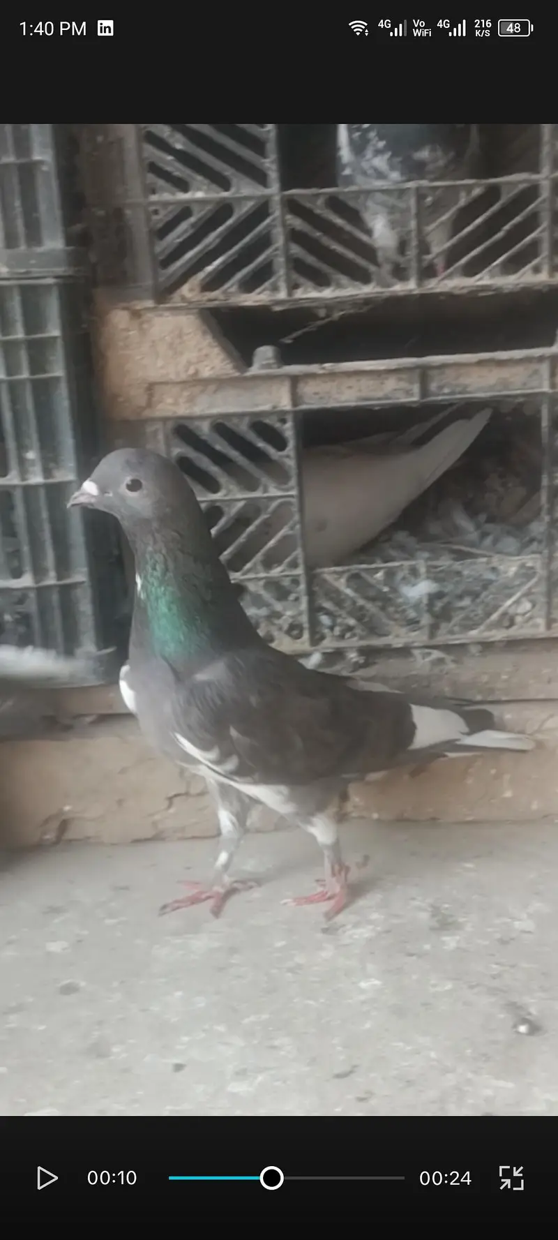 Indian fancy pigeon — photo 3