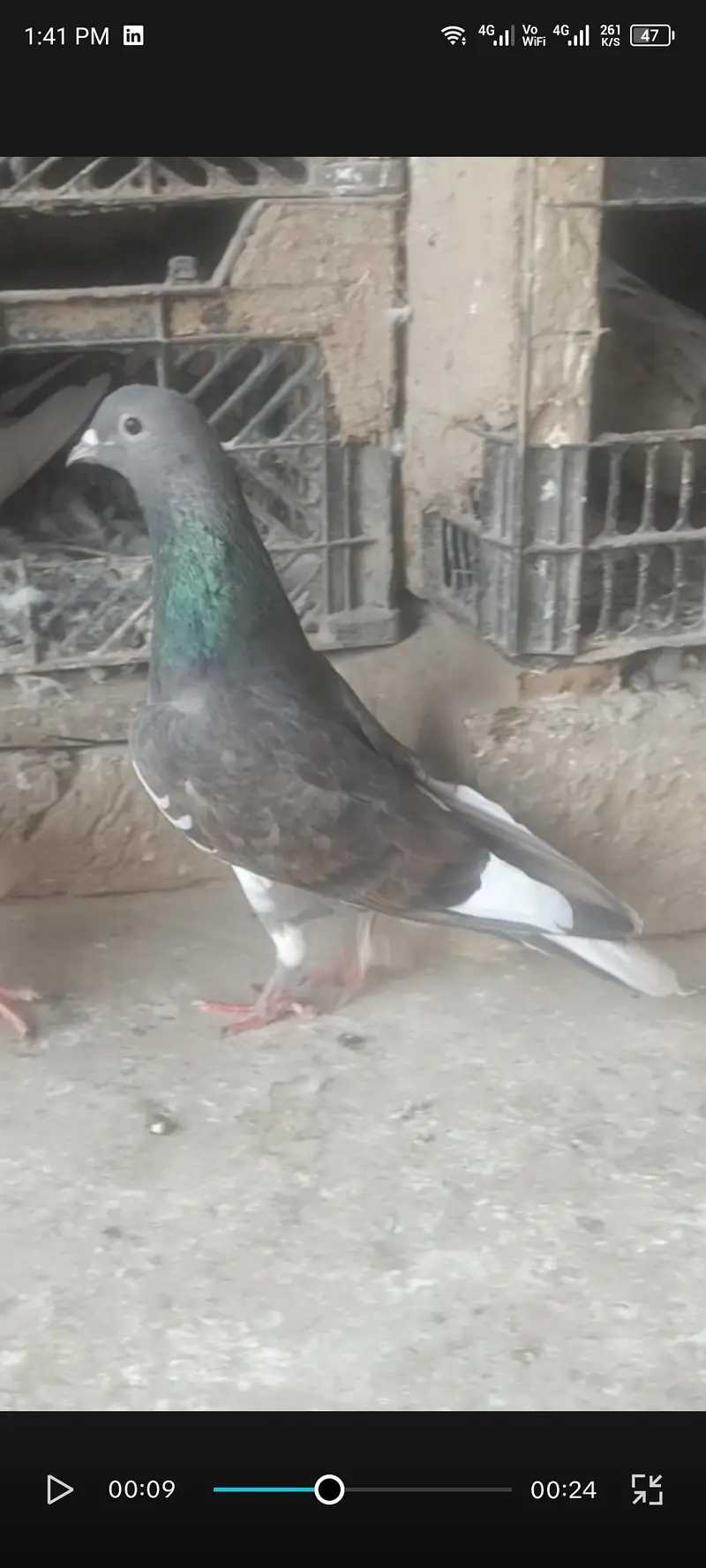 Indian fancy pigeon — photo 4