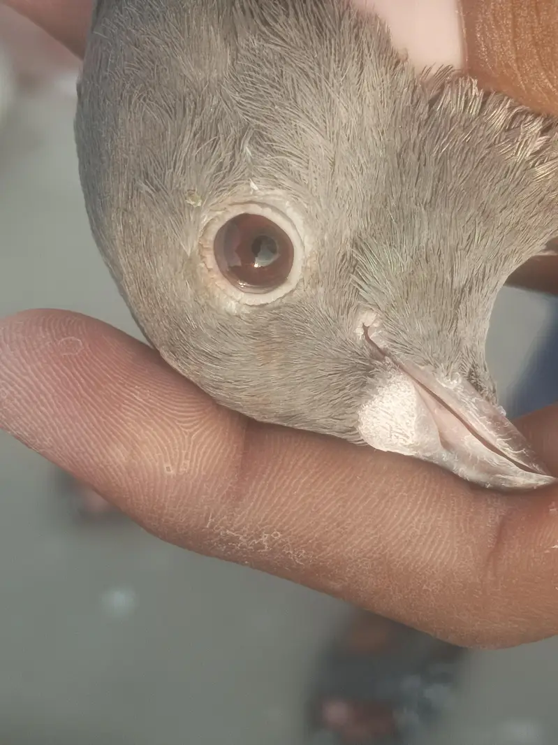 Indian fancy pigeon — photo 5