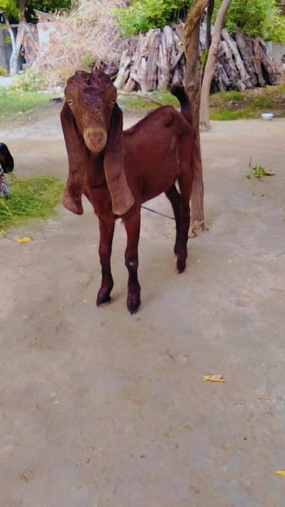 bakri | lal  | bakri | Sheep |kajla |0300-0091606