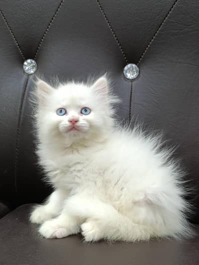 Persian Triple Coated Female Kittens For Sale (03049898165)