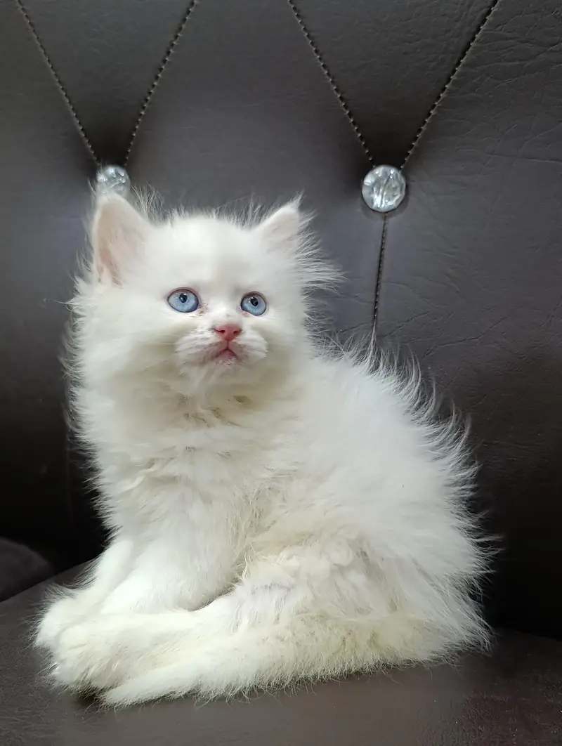 Persian Triple Coated Female Kittens For Sale (03049898165) — photo 2