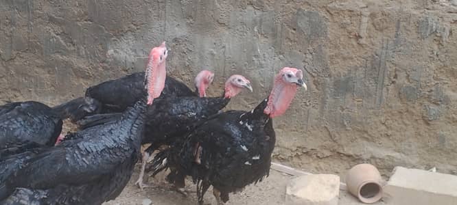 TURKEY AVILBAEL FOR SALE 03110245067