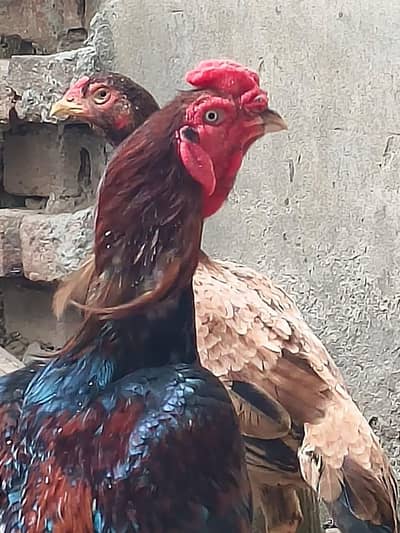 mianwali aseel pair for sale 03484646295