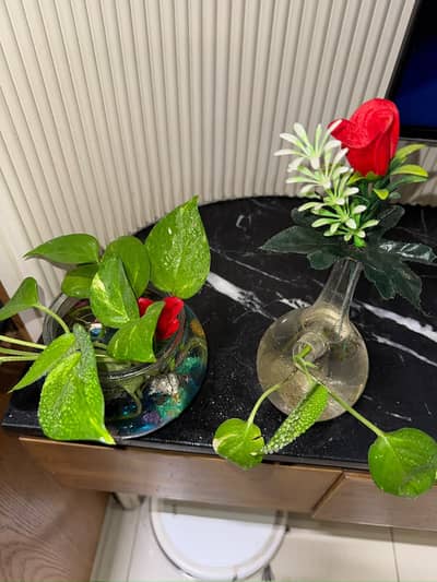 Healthy Golden Pothos (Money Plant) with Decorative Vases