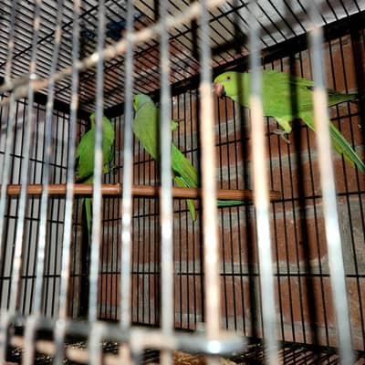 Ringneck In Lahore