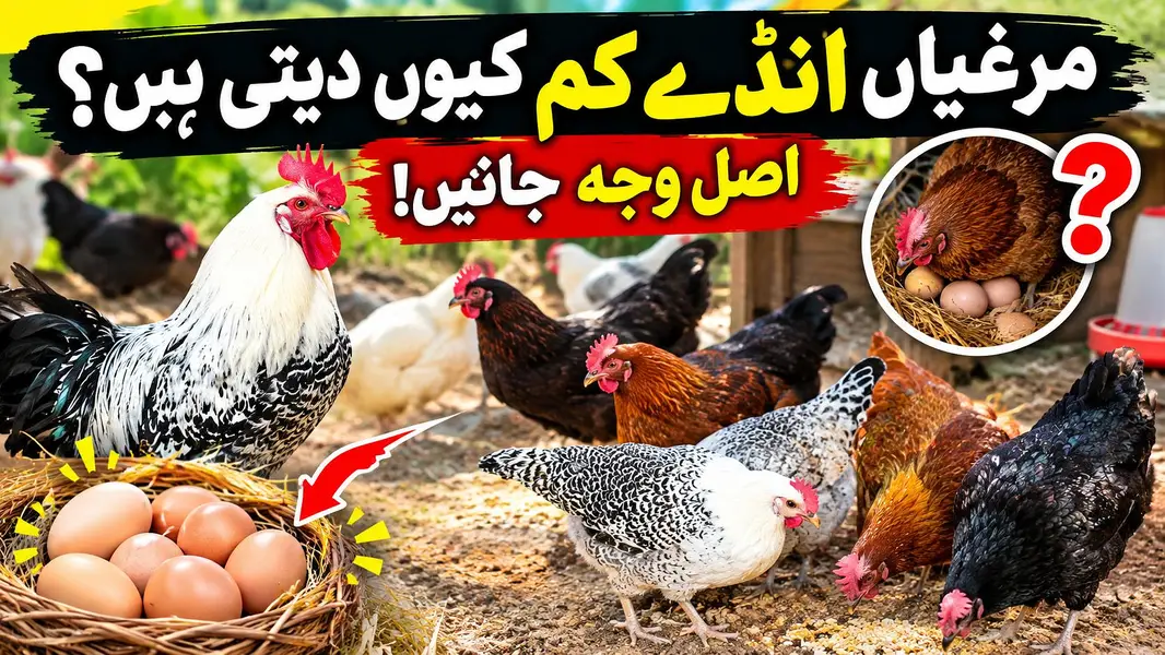 تازہ دیسی انڈے، قدرتی ذائقہ HOME DELIVERY — photo 3
