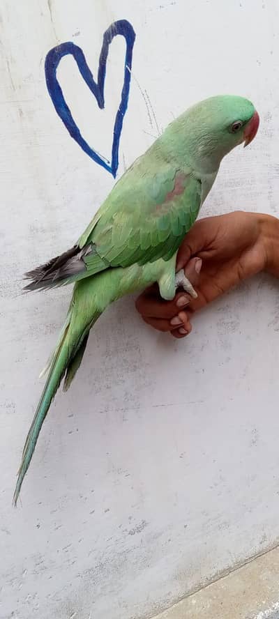 Raw kasmiri parrot