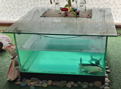 3 big fishes with aquarium