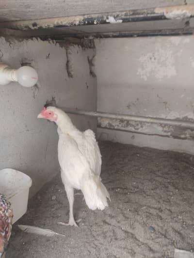 White Aseel Male Female For sale