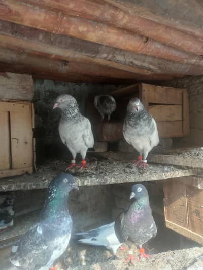High flying pigeon available for sale