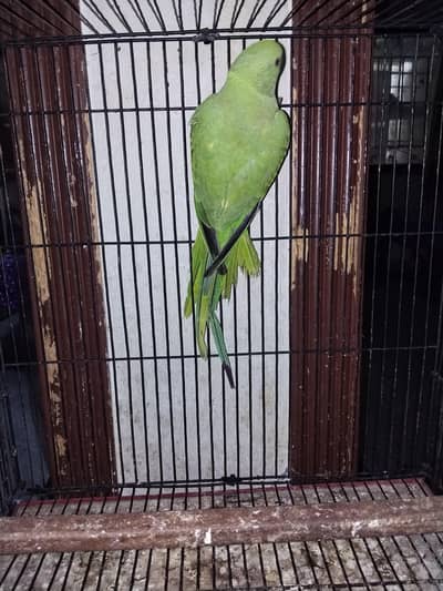 green Parrot for sale