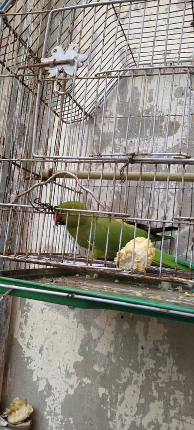 Green parrot Male