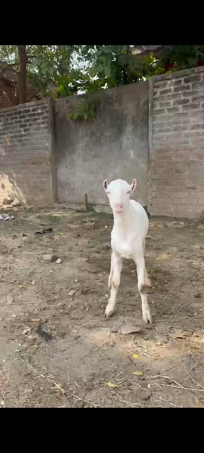 gulabi teddy