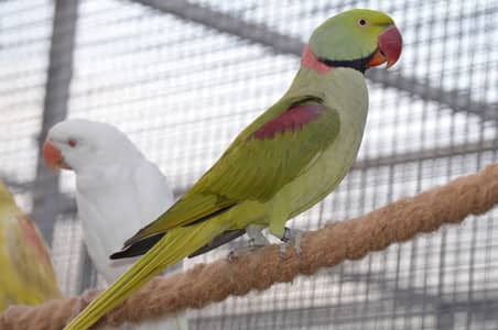 Jumbo size raw parrot