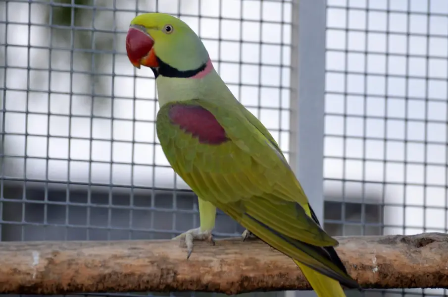Jumbo size raw parrot — photo 2