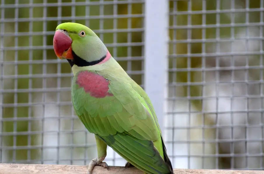 Jumbo size raw parrot — photo 3