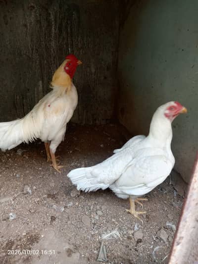 home breed for sale