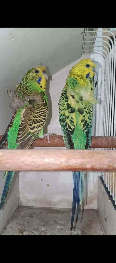 Australian Hogoromo pair and cage