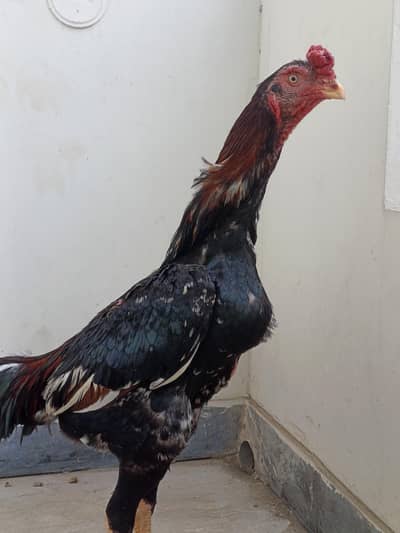 Pure Japanese Chu Shamo Patha Age 6 months, Lakha color