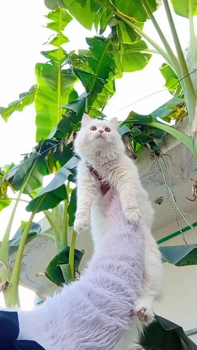 Cute Persian Female Looking For New Home