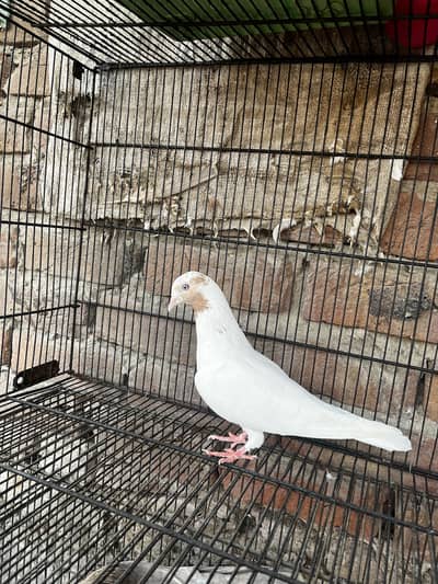 Galbay Female
