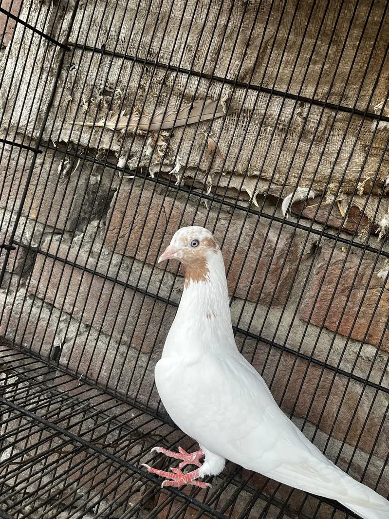 Galbay Female — photo 2