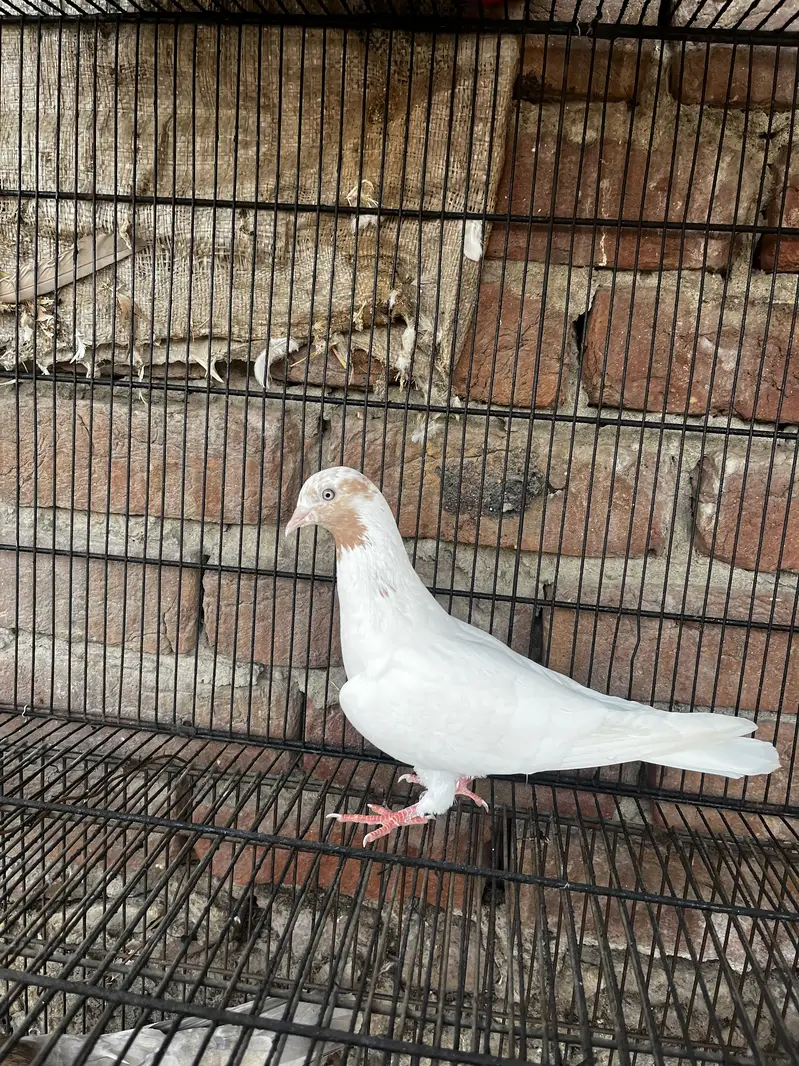 Galbay Female — photo 3