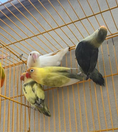2 Breeder Pairs for Sale