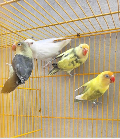 2 Breeder Pairs for Sale