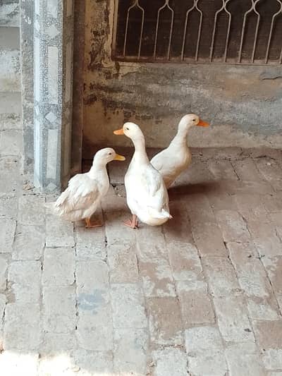 Paper white ducks