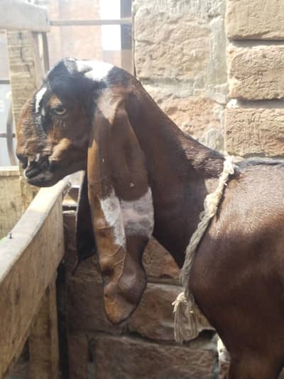 Masha Allah nagri path or makhi chini path for sale