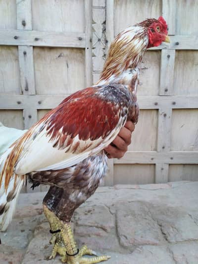 Aseel Miawali Breed For sale