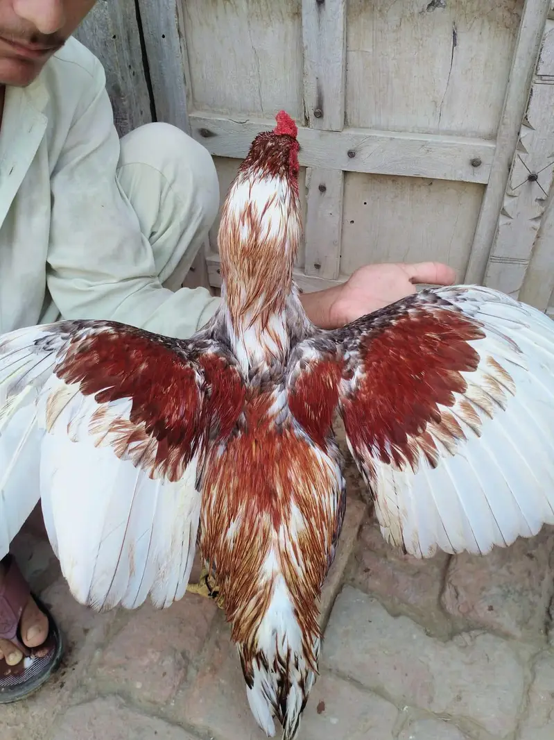 Aseel Miawali Breed For sale — photo 2