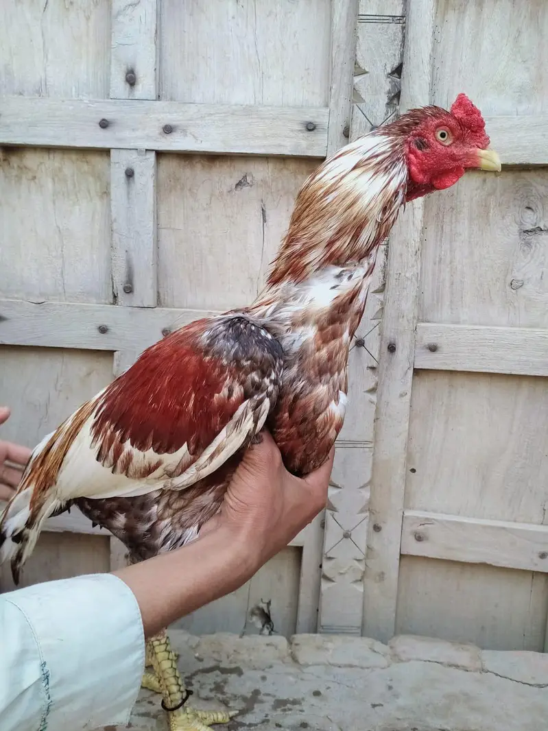 Aseel Miawali Breed For sale — photo 3