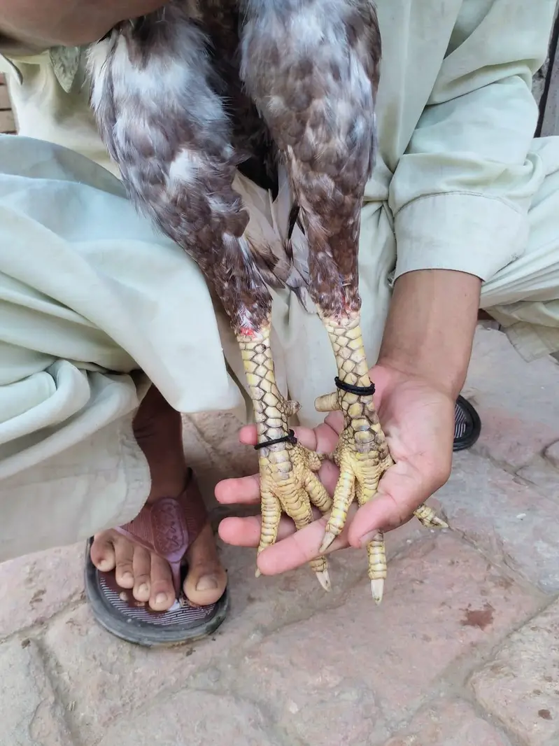 Aseel Miawali Breed For sale — photo 4