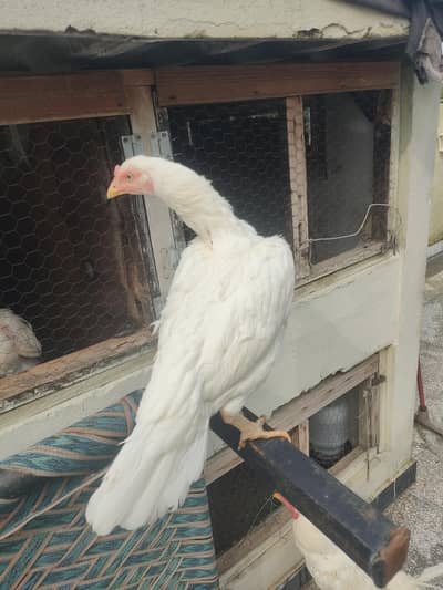 White Aseel Male Female For sale