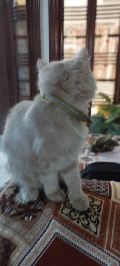 Beautiful 5-Month-Old Brown Persian Cat | Golden Eyes | Vaccinated