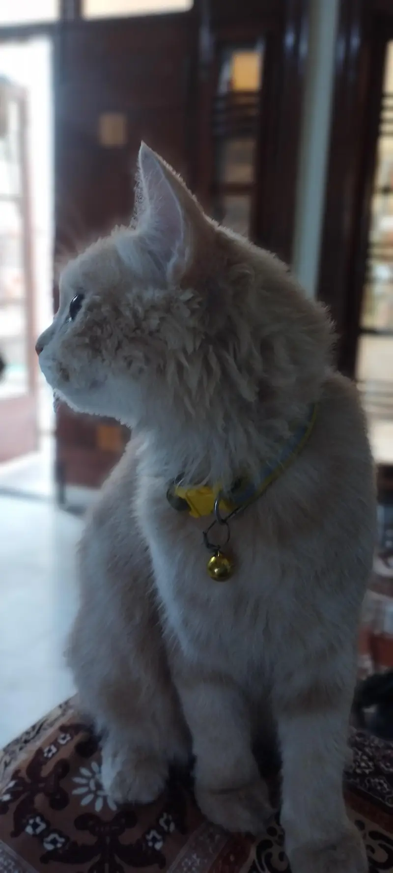Beautiful 5-Month-Old Brown Persian Cat | Golden Eyes | Vaccinated — photo 2