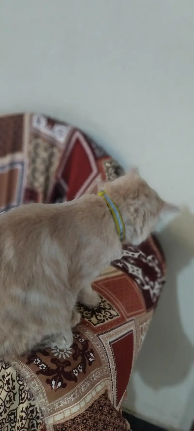 Beautiful 5-Month-Old Brown Persian Cat | Golden Eyes | Vaccinated — photo 3