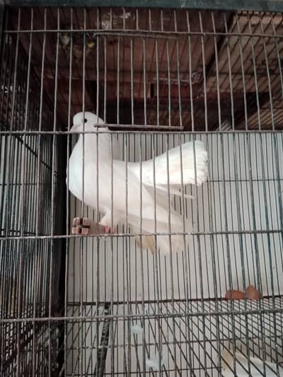 pathe pathia bleeder jodelucky/sharazi fancy pigeon