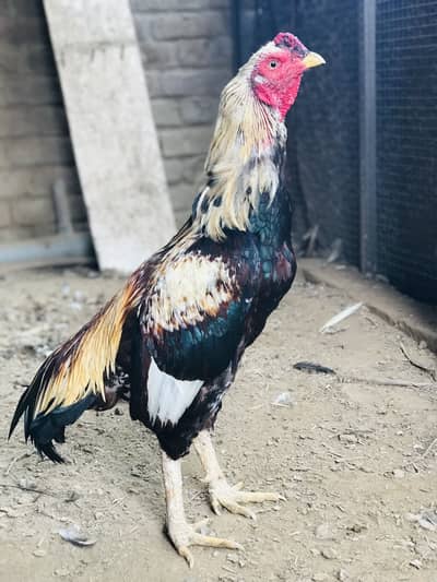 Aseel murga for sale