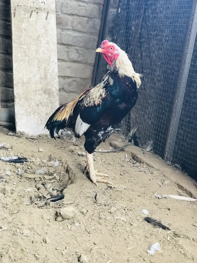 Aseel murga for sale — photo 2