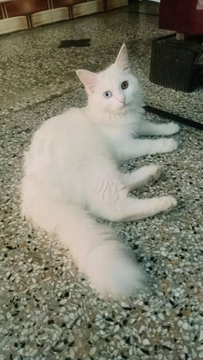 person cat