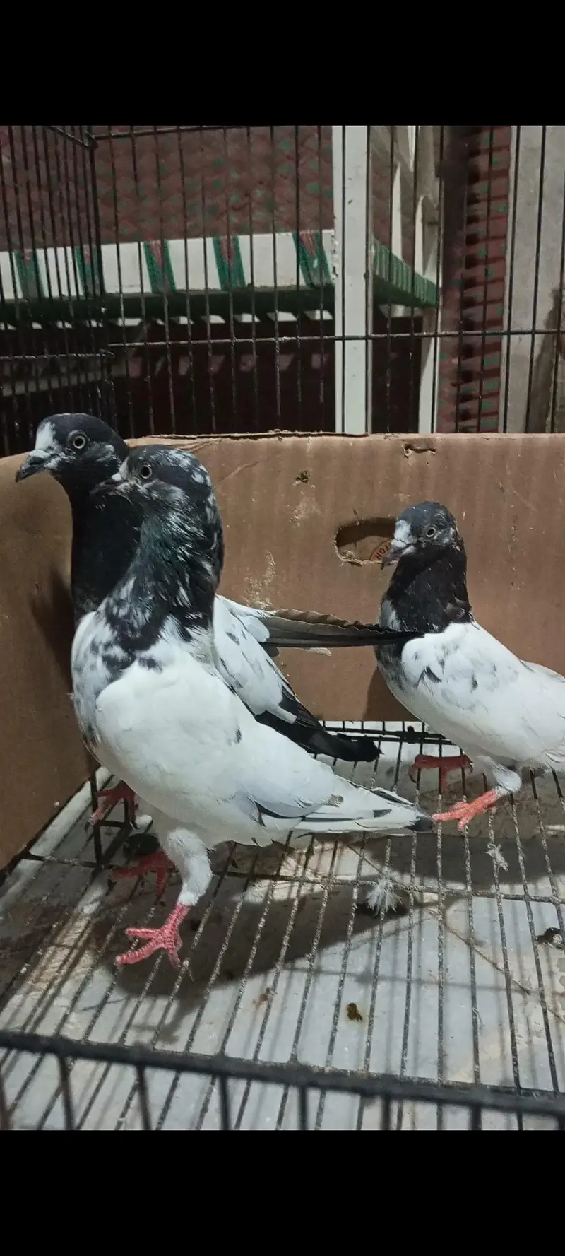 ch sab, mian sab wly teddy dub waly etc — photo 2
