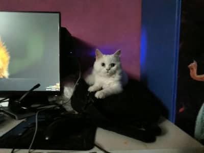 white persian cat female