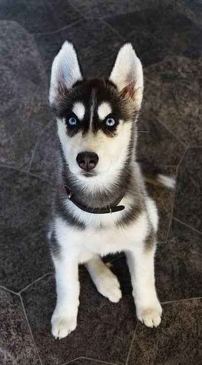 Husky feamle | odd eyes Husky female | Siberian Husky puppy /blue eyes