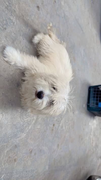 Poddle puppy