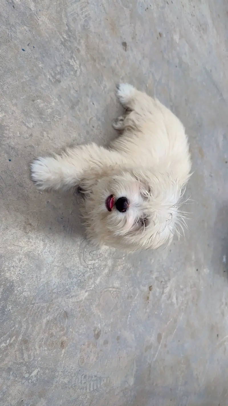 Poddle puppy — photo 2